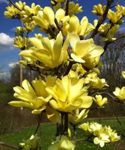 Yellow Bird Magnolia Live Plant 6-12