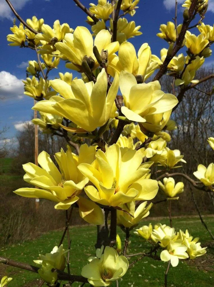 Yellow Bird Magnolia Live Plant 6-12" Tall - 2.5" Pot - Full Sun to Partial Shade Outdoor Tree - Image 1
