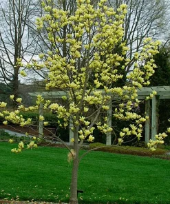 Yellow Bird Magnolia Live Plant 6-12