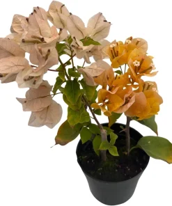 Yellow Bougainvillea Live Plant – Everblooming Vine – 4 inch Pot – Indoor/Outdoor - Image 2