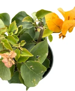 Yellow Bougainvillea Live Plant – Everblooming Vine – 4 inch Pot – Indoor/Outdoor - Image 3