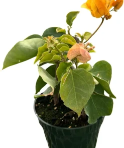 Yellow Bougainvillea Live Plant – Everblooming Vine – 4 inch Pot – Indoor/Outdoor - Image 4