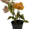 Yellow Bougainvillea Live Plant – Everblooming Vine – 4 inch Pot – Indoor/Outdoor - Image 1
