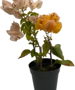 Yellow Bougainvillea Live Plant – Everblooming Vine – 4 inch Pot – Indoor/Outdoor - Image 1