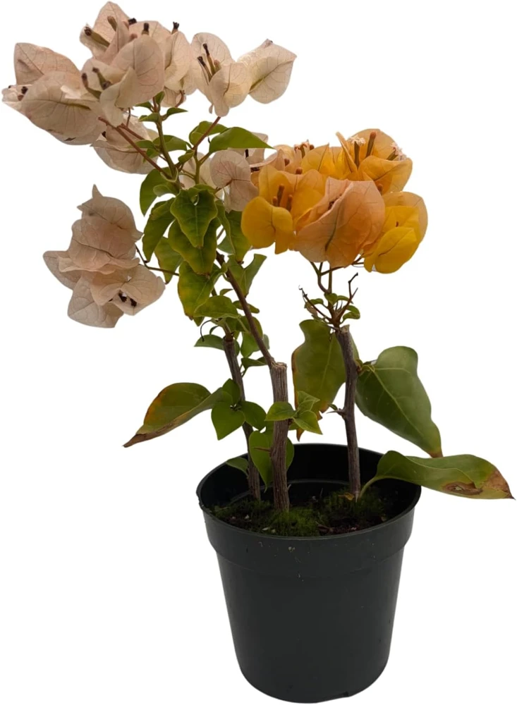 Yellow Bougainvillea Live Plant – Everblooming Vine – 4 inch Pot – Indoor/Outdoor - Image 1