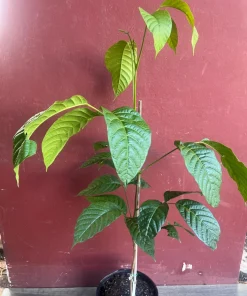 Yellow Cacao Tree in 10" Pot, Chocolate tree, Cocoa - Image 2