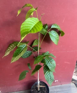 Yellow Cacao Tree in 10