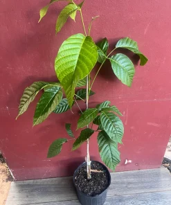 Yellow Cacao Tree in 10