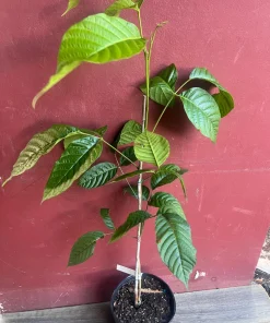 Yellow Cacao Tree in 10