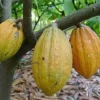 Yellow Cacao Tree in 10" Pot, Chocolate tree, Cocoa - Image 1