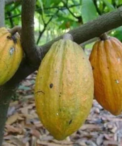 Yellow Cacao Tree in 10" Pot, Chocolate tree, Cocoa - Image 1