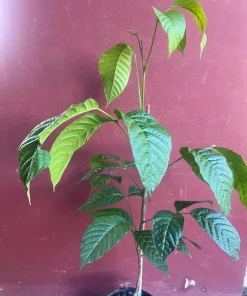 Yellow Cacao Tree in 10