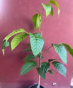 Yellow Cacao Tree in 10