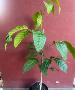 Yellow Cacao Tree in 10
