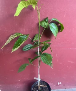 Yellow Cacao Tree in 10