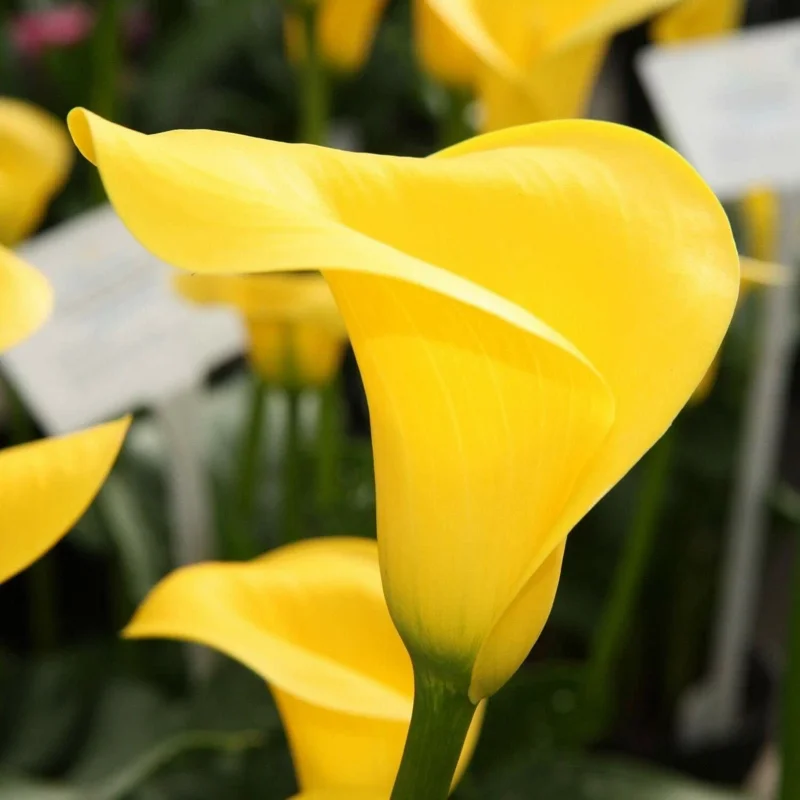 Yellow Calla Lily Seeds (Zantedeschia Aethiopica) - Perennial Flower Seeds - Image 1