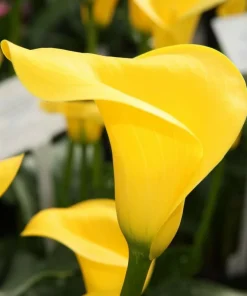 Yellow Calla Lily Seeds (Zantedeschia Aethiopica) - Perennial Flower Seeds - Image 3