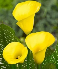 Yellow Calla Lily Seeds (Zantedeschia Aethiopica) - Perennial Flower Seeds - Image 4