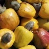 Yellow Cashew Plant in 4" Pot, jambu monyet, Kaju, Caju - Image 1