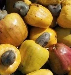 Yellow Cashew Plant in 4" Pot, jambu monyet, Kaju, Caju - Image 1