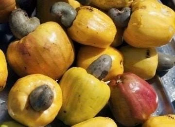Yellow Cashew Plant in 4" Pot, jambu monyet, Kaju, Caju - Image 1