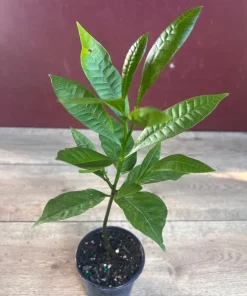 Yellow Cashew Plant in 4" Pot, jambu monyet, Kaju, Caju - Image 2