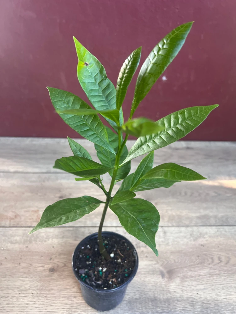 Yellow Cashew Plant in 4" Pot, jambu monyet, Kaju, Caju - Image 2