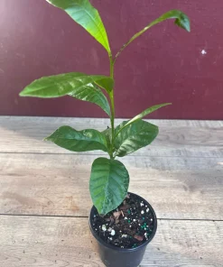 Yellow Cashew Plant in 4