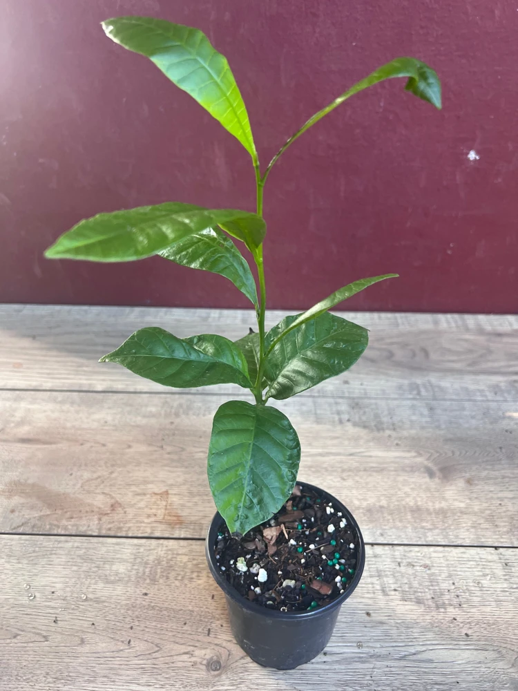 Yellow Cashew Plant in 4" Pot, jambu monyet, Kaju, Caju - Image 3