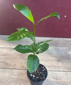 Yellow Cashew Plant in 4