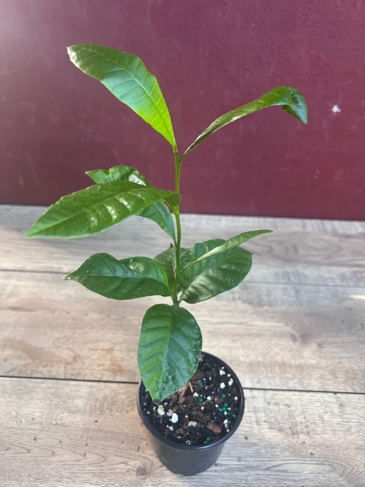 Yellow Cashew Plant in 4" Pot, jambu monyet, Kaju, Caju - Image 4