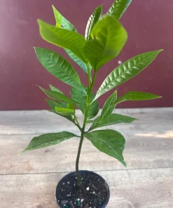 Yellow Cashew Plant in 4