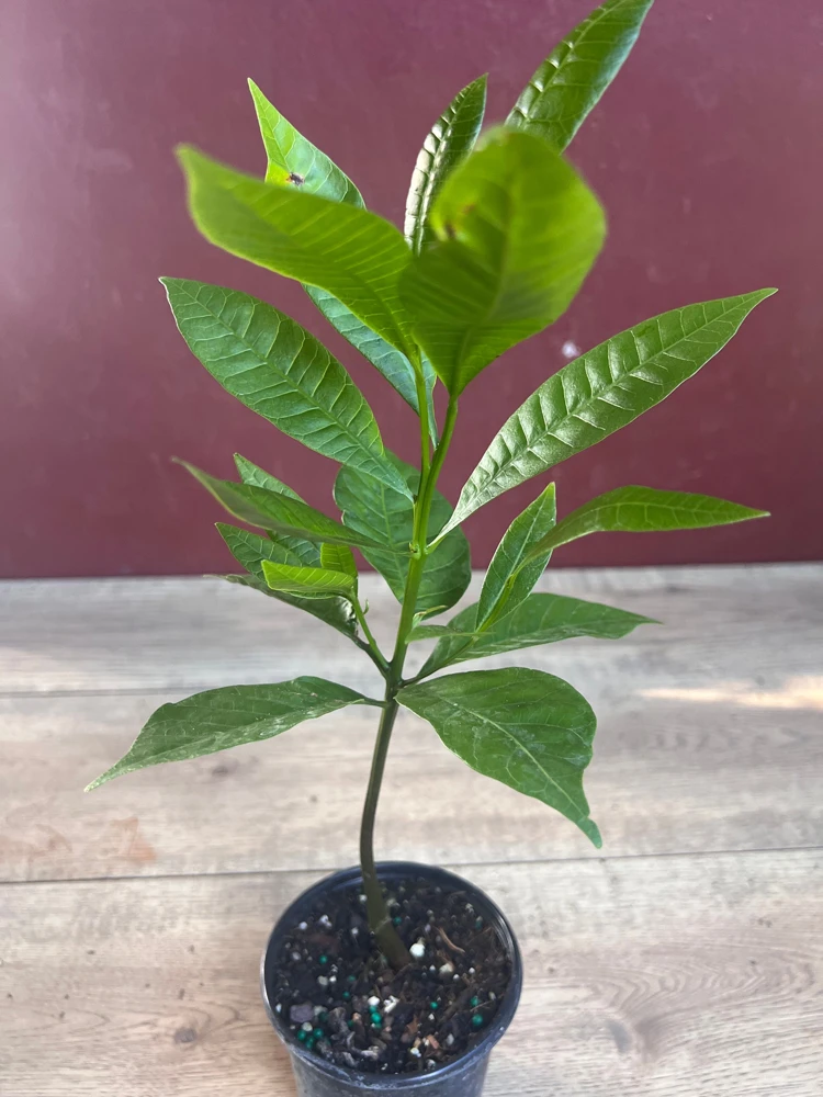 Yellow Cashew Plant in 4" Pot, jambu monyet, Kaju, Caju - Image 5
