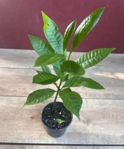 Yellow Cashew Plant in 4
