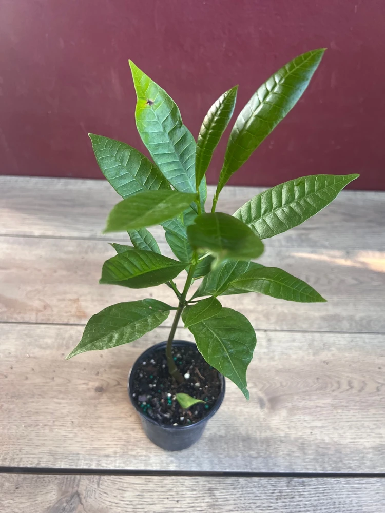 Yellow Cashew Plant in 4" Pot, jambu monyet, Kaju, Caju - Image 6