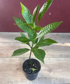 Yellow Cashew Plant in 4