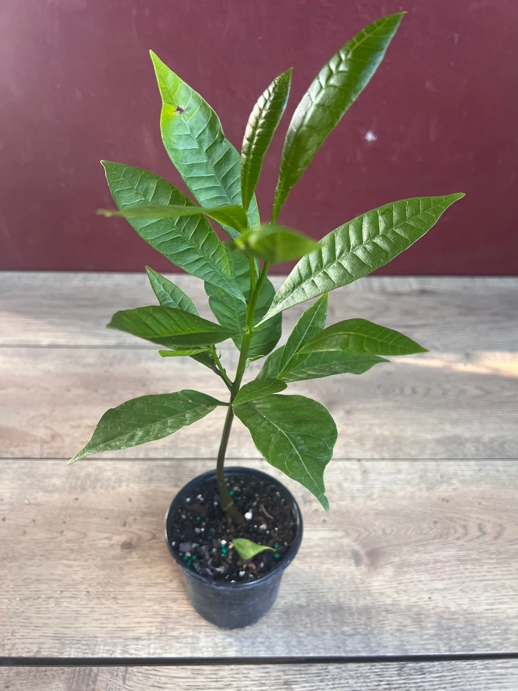 Yellow Cashew Plant in 4" Pot, jambu monyet, Kaju, Caju - Image 7