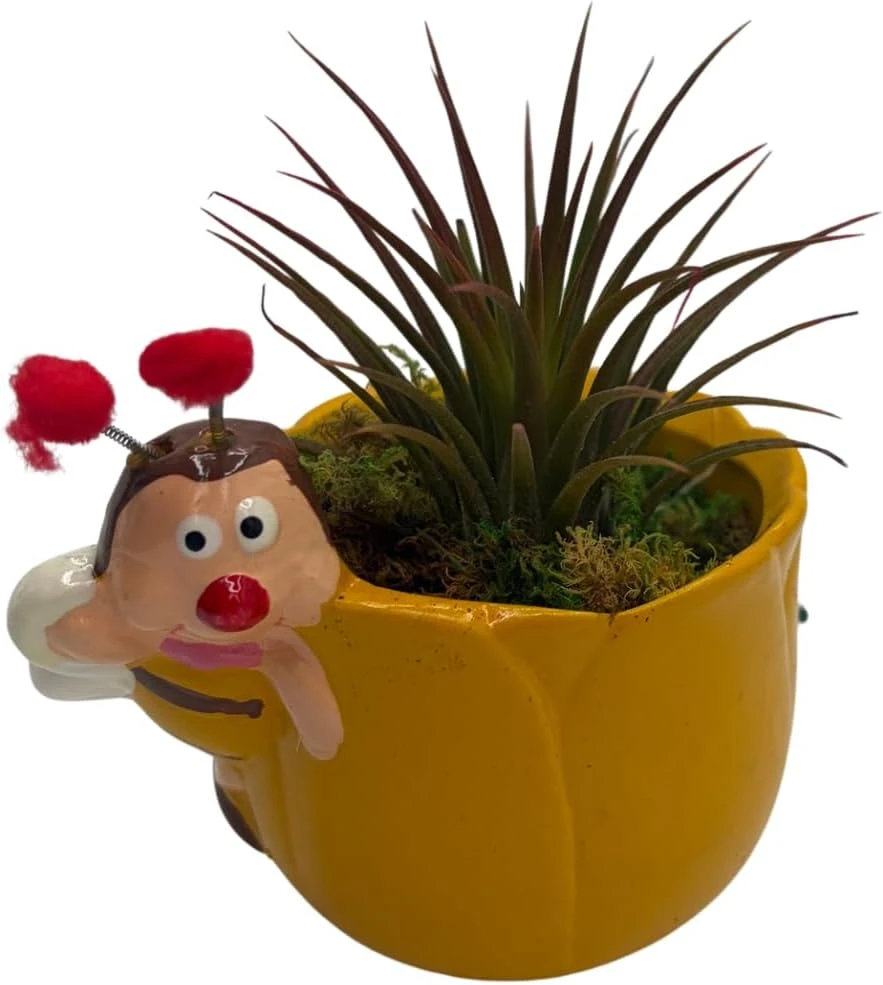 Yellow Ceramic Bee Planter with Live Tillandsia Air Plant - 3" Pot - Image 1