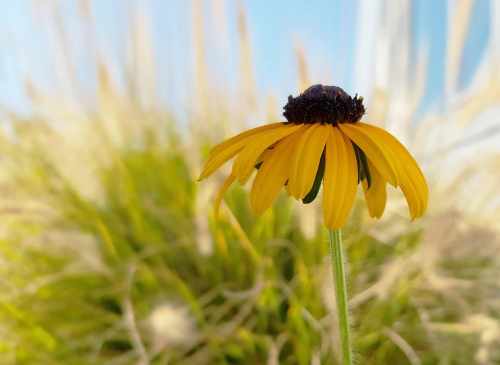 Yellow Coneflower Seeds - Ratibida Pinnata Flower Seeds - 100 Seeds - Image 10