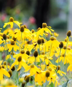 Yellow Coneflower Seeds - Ratibida Pinnata Flower Seeds - 100 Seeds - Image 2