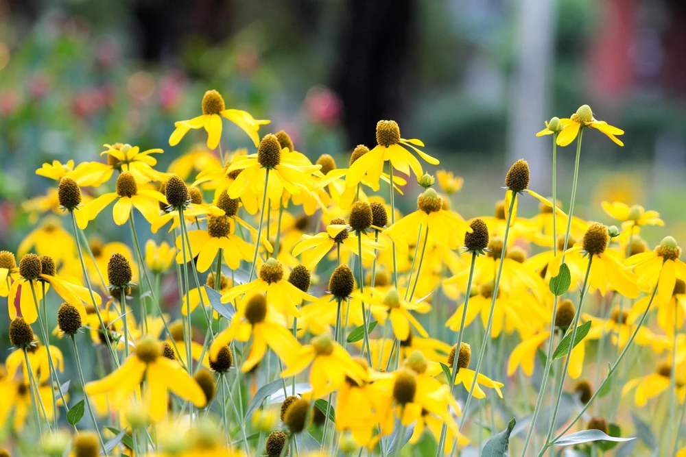 Yellow Coneflower Seeds - Ratibida Pinnata Flower Seeds - 100 Seeds - Image 2