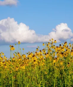 Yellow Coneflower Seeds - Ratibida Pinnata Flower Seeds - 100 Seeds - Image 3