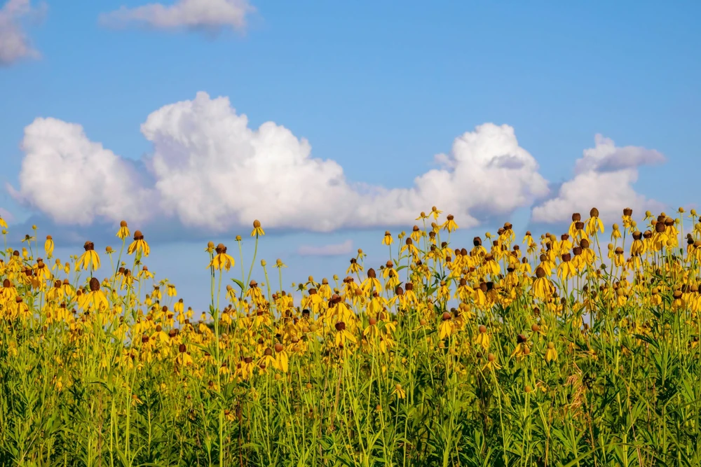 Yellow Coneflower Seeds - Ratibida Pinnata Flower Seeds - 100 Seeds - Image 3