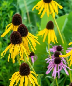 Yellow Coneflower Seeds - Ratibida Pinnata Flower Seeds - 100 Seeds - Image 4