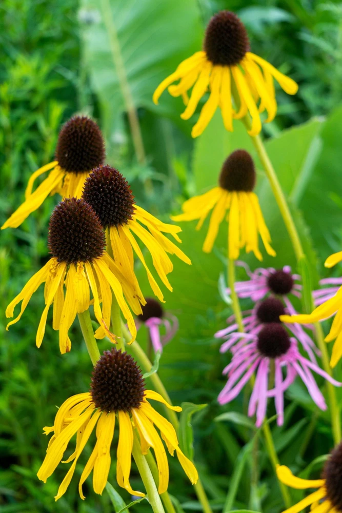 Yellow Coneflower Seeds - Ratibida Pinnata Flower Seeds - 100 Seeds - Image 4