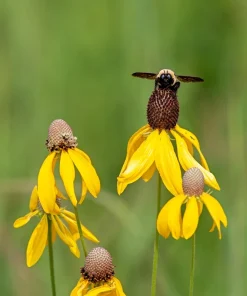 Yellow Coneflower Seeds - Ratibida Pinnata Flower Seeds - 100 Seeds - Image 5