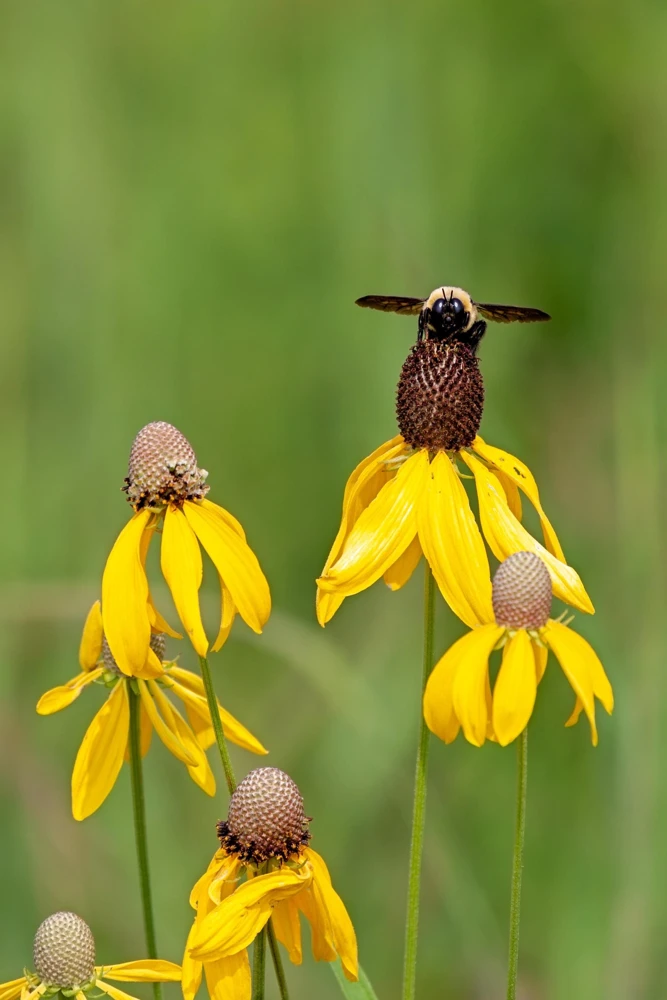 Yellow Coneflower Seeds - Ratibida Pinnata Flower Seeds - 100 Seeds - Image 5