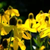 Yellow Coneflower Seeds - Ratibida Pinnata Flower Seeds - 100 Seeds - Image 1