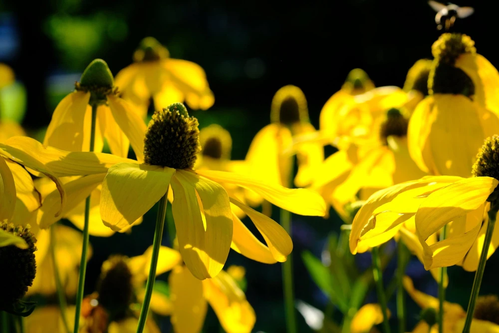 Yellow Coneflower Seeds - Ratibida Pinnata Flower Seeds - 100 Seeds - Image 1
