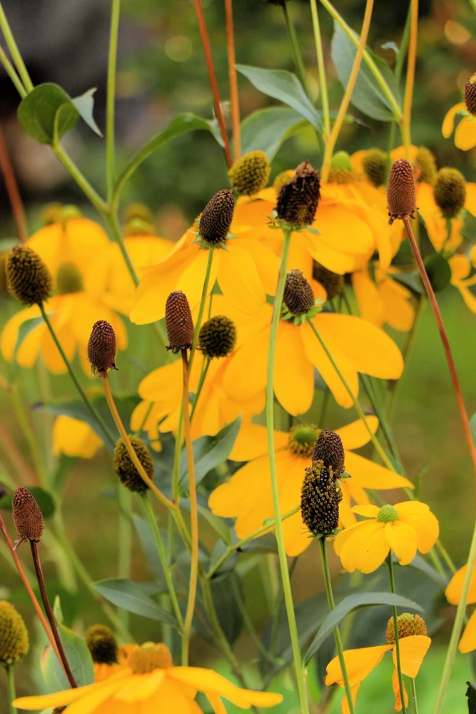 Yellow Coneflower Seeds - Ratibida Pinnata Flower Seeds - 100 Seeds - Image 6
